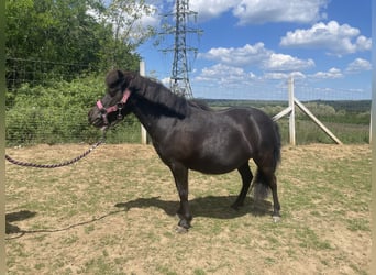 Falabella, Merrie, 10 Jaar, 85 cm, Bruin