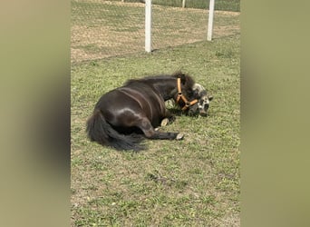 Falabella, Merrie, 13 Jaar, 80 cm, Zwart