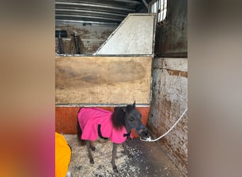 Falabella, Merrie, 1 Jaar, 65 cm, Zwart