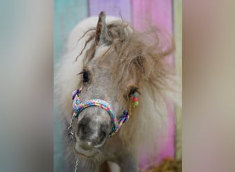 Falabella, Merrie, 2 Jaar, 76 cm