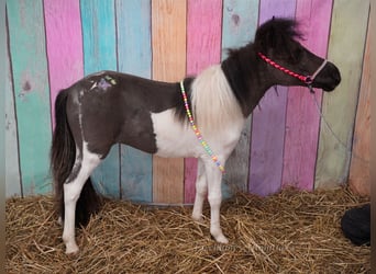 Falabella, Merrie, 2 Jaar, 76 cm