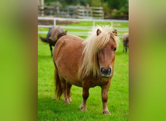 Falabella, Merrie, 2 Jaar, 76 cm