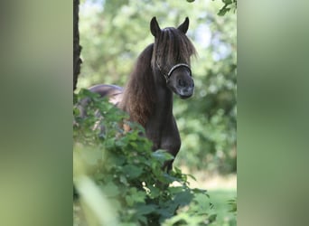 Falabella, Merrie, 3 Jaar, 88 cm