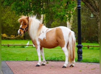 Falabella Mix, Merrie, 5 Jaar, 86 cm