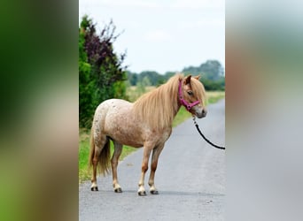 Falabella, Merrie, 5 Jaar, 87 cm, Appaloosa