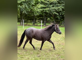 Falabella, Merrie, 7 Jaar, 98 cm, Appaloosa
