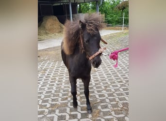 Falabella, Ogier, 1 Rok, 75 cm, Ciemnogniada