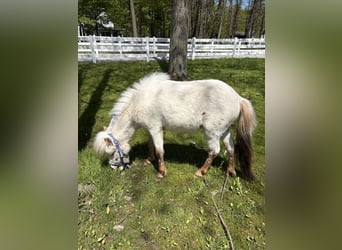 Falabella, Ogier, 2 lat, 71 cm