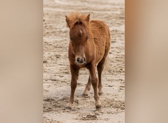 Falabella, Ogier, 2 lat, 77 cm, Kasztanowata