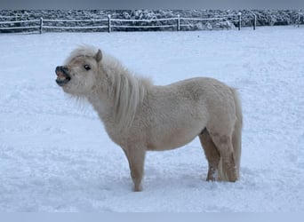 Falabella, Ogier, 2 lat, 78 cm, Izabelowata