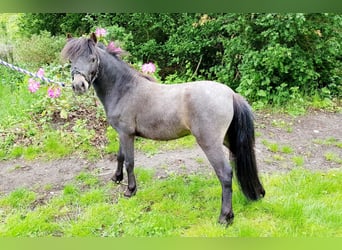 Falabella, Ogier, 7 lat, 80 cm, Gniadodereszowata