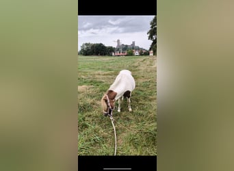 Falabella, Ruin, 8 Jaar, 95 cm, Gevlekt-paard