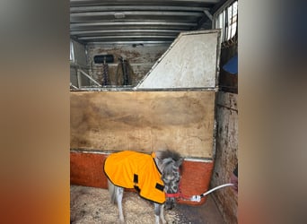 Falabella, Semental, 1 año, 70 cm, Atigrado/Moteado