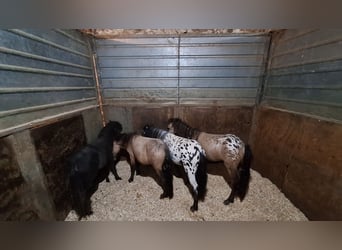 Falabella Mestizo, Semental, 1 año, 73 cm, Atigrado/Moteado