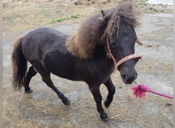 Falabella, Semental, 1 año, 75 cm, Castaño oscuro