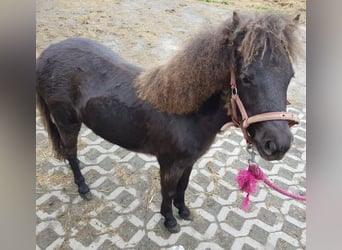 Falabella, Semental, 1 año, 75 cm, Castaño oscuro