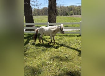 Falabella, Semental, 2 años, 71 cm