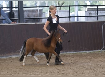 Falabella, Semental, 2 años, 79 cm, Tobiano-todas las-capas