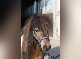 Falabella, Semental, 2 años, 85 cm, Pío