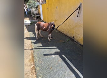 Falabella, Semental, 4 años, 60 cm, Pío