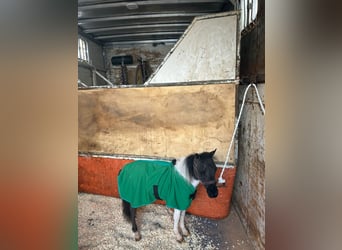 Falabella, Stallion, 1 year, 6.1 hh, Pinto