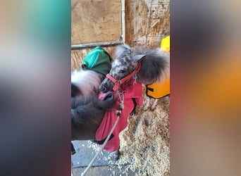 Falabella, Stallion, 1 year, 6.3 hh, Leopard-Piebald