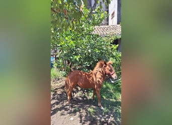 Falabella Mix, Stallion, 1 year, 7,3 hh, Chestnut-Red