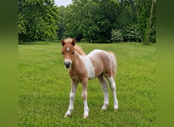 Falabella, Stallion, 1 year, Tobiano-all-colors