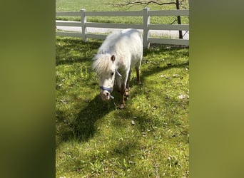 Falabella, Stallion, 2 years, 7 hh