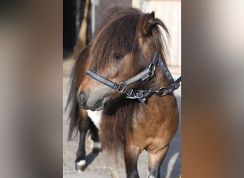 Falabella, Stallion, 2 years, 8.1 hh, Pinto