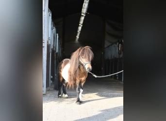 Falabella, Stallion, 2 years, 8.1 hh, Pinto