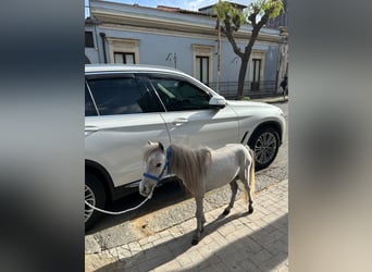 Falabella, Stallion, 3 years, 7,3 hh, Grey