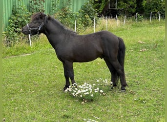 Falabella, Stallion, 3 years, 9.2 hh, Black