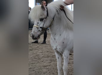 Falabella, Stallion, 8 years, 8,1 hh, Leopard-Piebald