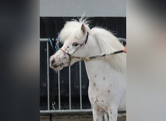 Falabella, Stallion, 8 years, 8,1 hh, Leopard-Piebald