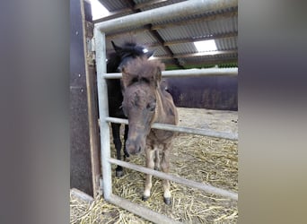 Falabella, Stallion, Foal (04/2026), 6.3 hh, Smoky-Black