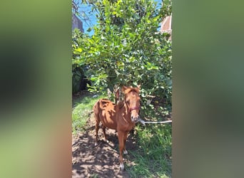 Falabella Mix, Stallion, Foal (03/2025), 7,3 hh, Chestnut-Red