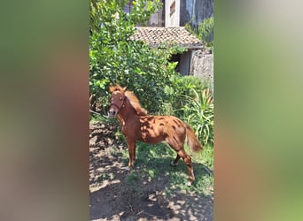 Falabella Mix, Stallion, Foal (03/2025), 7,3 hh, Chestnut-Red