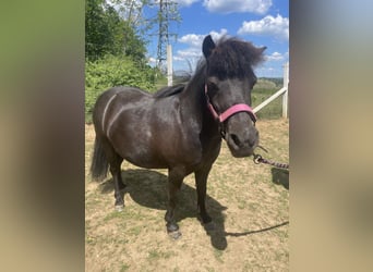 Falabella, Stute, 10 Jahre, 85 cm, Brauner