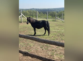 Falabella, Stute, 10 Jahre, 85 cm, Brauner