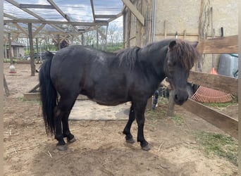 Falabella, Stute, 10 Jahre, 85 cm, Brauner