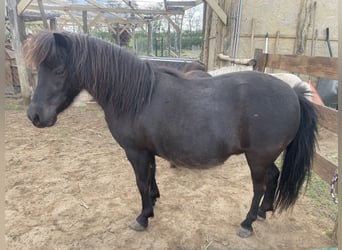 Falabella, Stute, 10 Jahre, 85 cm, Brauner