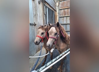 Falabella, Stute, 1 Jahr, 73 cm, Tigerschecke