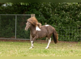 Falabella, Stute, 1 Jahr, 79 cm, Tobiano-alle-Farben