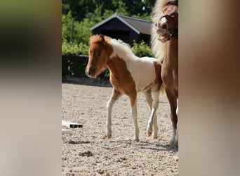 Falabella, Stute, 1 Jahr, 85 cm, Schecke