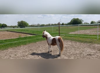 Falabella, Stute, 1 Jahr, 85 cm, Schecke