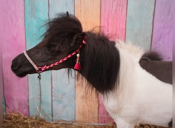 Falabella, Stute, 2 Jahre, 74 cm