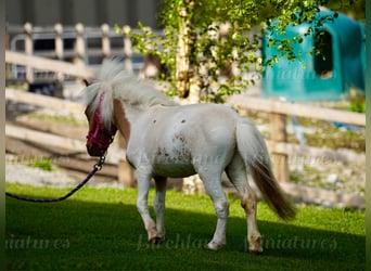 Falabella Mix, Stute, 2 Jahre, 74 cm, Tobiano-alle-Farben