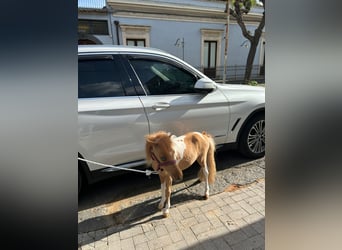 Falabella, Stute, 3 Jahre, 70 cm, Tobiano-alle-Farben