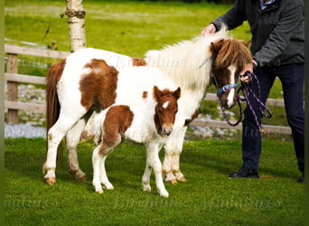 Falabella Mix, Stute, 5 Jahre, 79 cm